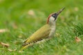 European green woodpecker