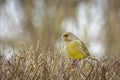 European greenfinch bird on a bush in a garden