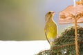 European Greenfinch bird perching on pine twig, decorated wooden house feeder in Europe