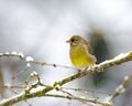 European greenfinch bird sitting on a snow covered tree Royalty Free Stock Photo