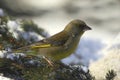 European greenfinch (Carduelis chloris) Royalty Free Stock Photo