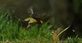 European Greenfinch, carduelis chloris, Adult in Flight, Fighting, Normandy in France