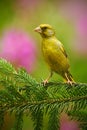 European Greenfinch, Carduelis chloris, Green and yellow songbird sitting on the green larch branch, with pink flowers in the bac Royalty Free Stock Photo