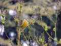 European greenfinch, Carduelis chloris, on lilac bush