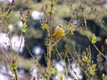 European greenfinch, Carduelis chloris, on lilac bush