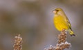 European Greenfinch - Carduelis chloris Royalty Free Stock Photo