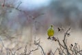 European greenfinch, Carduelis chloris, sitting in a bush.