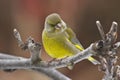 European greenfinch Royalty Free Stock Photo