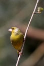 European Greenfinch Royalty Free Stock Photo