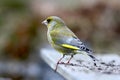 European greenfinch Royalty Free Stock Photo