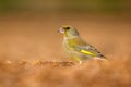 European Greenfinch - Chloris chloris, beautiful passerine bird