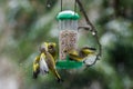 European greenfinch Chloris chloris at bird feeder