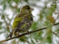 European greenfinch Chloris chloris. Single bird, perching on an a tree branch near river in a bright May day. Beautiful small b Royalty Free Stock Photo