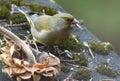 European greenfinch with sunflower seed in beak