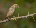 European greenfinch (Chloris chloris)