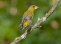 European greenfinch (Chloris chloris)