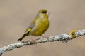 The European greenfinch Chloris chloris or common greenfinch is a songbird of the order of the Passeriformes and the family