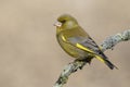 The European greenfinch Chloris chloris or common greenfinch is a songbird of the order of the Passeriformes and the family