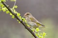 European greenfinch Chloris chloris feemale