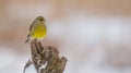 European Greenfinch - GrÃÂ¼nfink - Chloris chloris Royalty Free Stock Photo