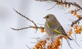 European Greenfinch - GrÃÂ¼nfink - Chloris chloris Royalty Free Stock Photo