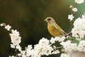 The European greenfinch, or just greenfinch Chloris chloris, sitting on a blooming cherry twig.Greenfinch in white flowers Royalty Free Stock Photo