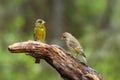 The European greenfinch, or just greenfinch Chloris chloris,sitting on the branch. Male greenfinch in the forest Royalty Free Stock Photo