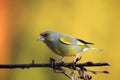 The European greenfinch, or just greenfinch Chloris chloris sitting on the branch with yellow background. Greenfinch in the Royalty Free Stock Photo