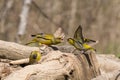 European greenfinch that compete for food