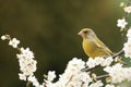 The European greenfinch, or just greenfinch Chloris chloris sitting on a blooming blackthorn. Greenfinch on a twig full of white Royalty Free Stock Photo