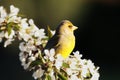 The European greenfinch, or just greenfinch Chloris chloris, sitting on a blooming twig. Greenfinch on a blossoming cherry with Royalty Free Stock Photo