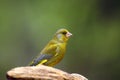 The European greenfinch, or just greenfinch, Chloris chloris,sitting on the branch. Male greenfinch in the forest Royalty Free Stock Photo