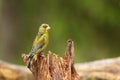 The European greenfinch, or just greenfinch Chloris chloris,sitting on the branch. Male greenfinch in the forest Royalty Free Stock Photo