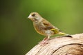 The European greenfinch, or just greenfinch Chloris chloris,sitting on the branch. Male greenfinch in the forest Royalty Free Stock Photo