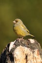 The European greenfinch, or just greenfinch Chloris chloris sitting on dry trunk with green background Royalty Free Stock Photo