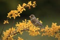 The European greenfinch, or just greenfinch Chloris chloris sitting on a golden bushes in bloom. Greenfinch on a twig full of Royalty Free Stock Photo
