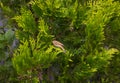 European greenfinch sits on a branch of Smaragd thuja.