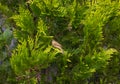 European greenfinch sitting on arborvitae Smaragd, and turned hi