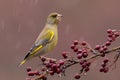 European greenfinch sitting on rosehip bush in raining