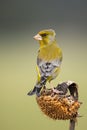 European greenfinch sitting on sunflower in autumn. Royalty Free Stock Photo