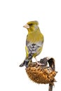 European greenfinch sitting on sunflower isolated on white background. Royalty Free Stock Photo