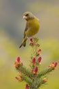 European greenfinch sitting on tree in spring in vertical shot