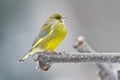 European greenfinch standing on a branch Royalty Free Stock Photo
