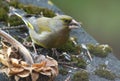 European greenfinch with sunflower seed in beak