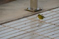 European greenfinch with a sunflower seed. Royalty Free Stock Photo