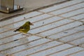 European greenfinch trying to open a sunflower seed. Royalty Free Stock Photo