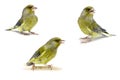 European Greenfinch on white, carduelis chloris