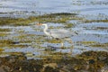 European grey heron hunting close inshore