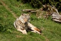 EUROPEAN GREY WOLF