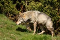 EUROPEAN GREY WOLF